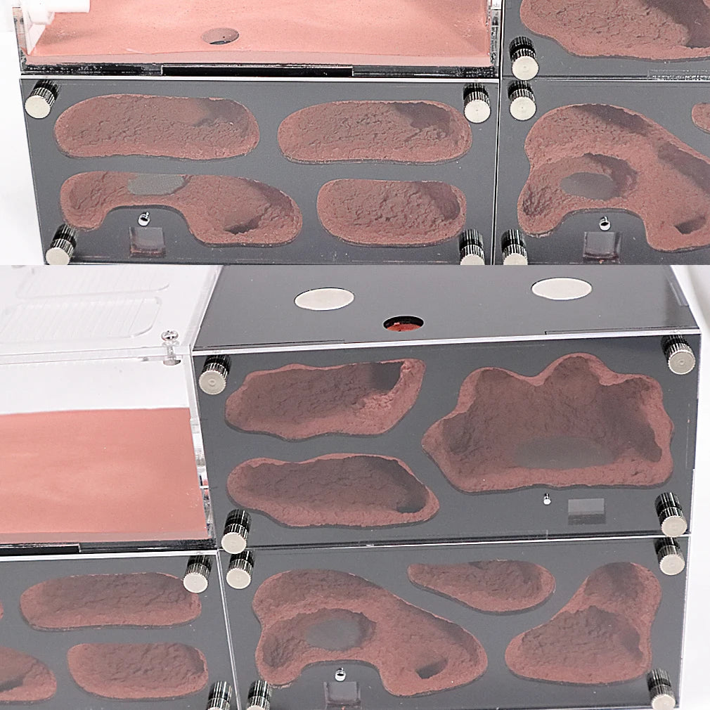 Fourmilière en Béton et Acrylique avec Contrôle de Température - Nid à Fourmis Modulable
