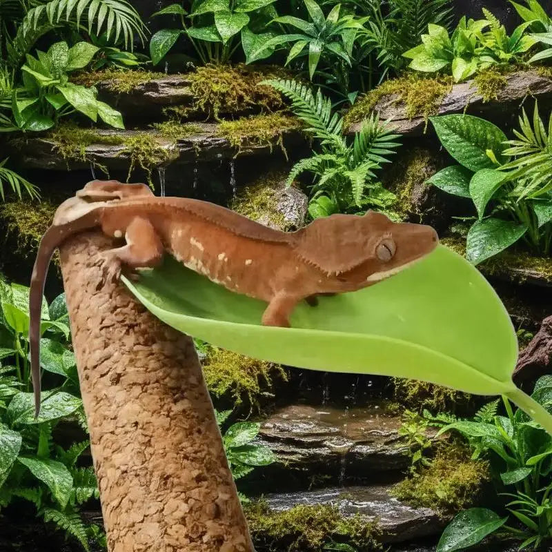 Feuilles Décoratives à Ventouse pour Terrarium - Gecko & Grenouille