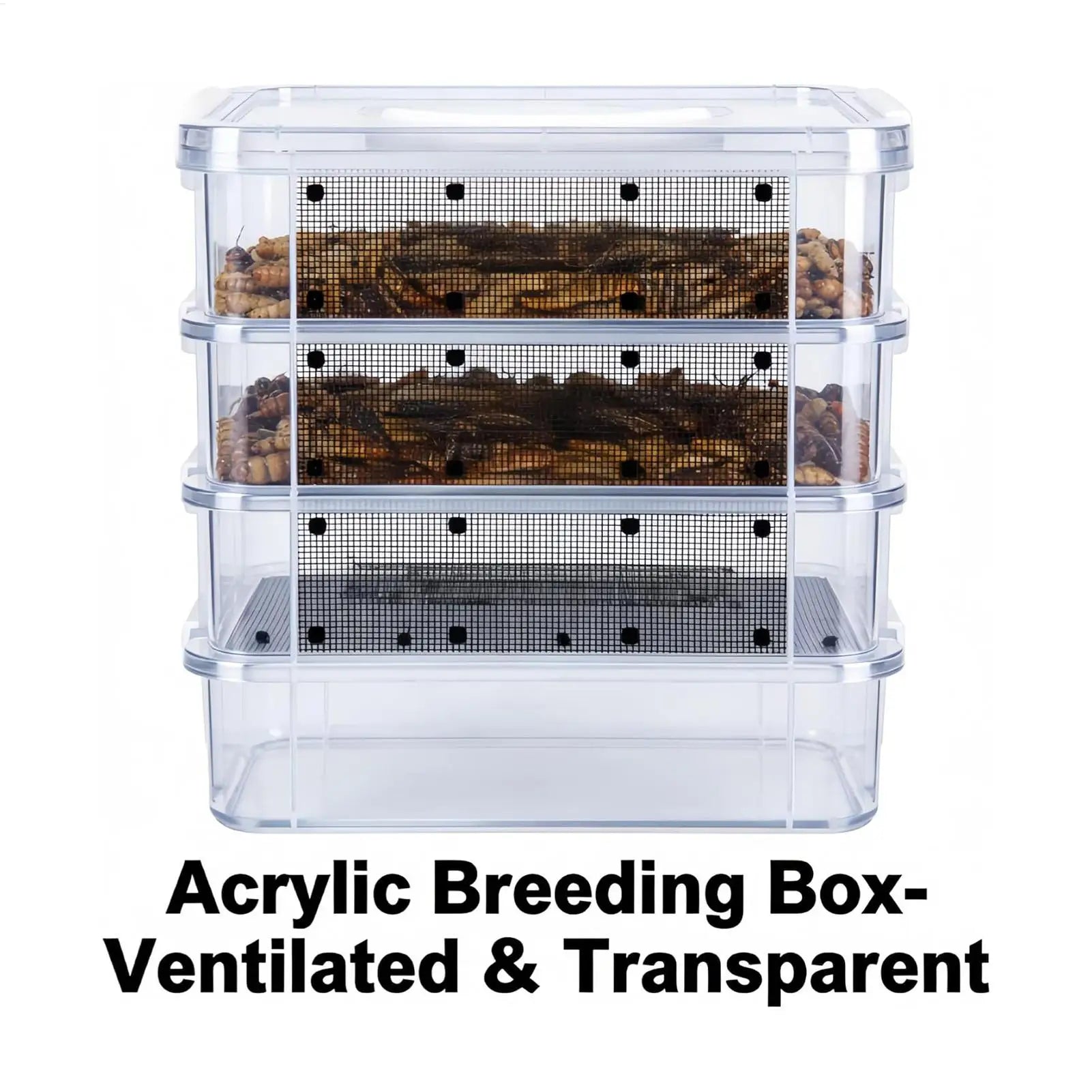 Kit d'Élevage de Vers de Farine 4 Étages - Nourriture Vivante pour Reptiles