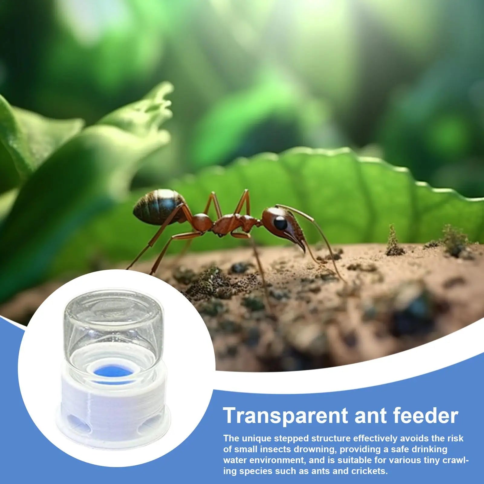 Abreuvoir Anti-Noyade 12ml pour Fourmilière - Point d'Eau Fourmis