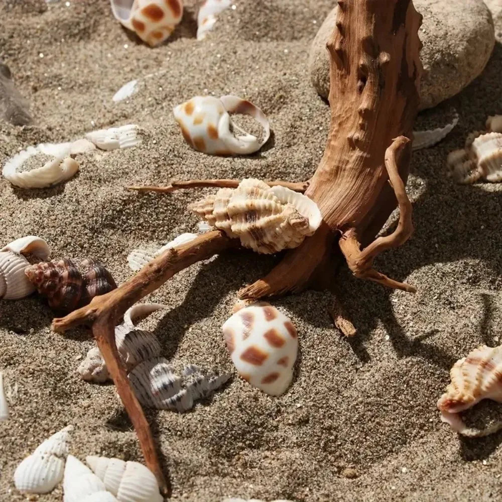 Racine Bois Flotté Naturelle pour Terrarium & Aquarium