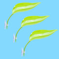 Feuilles Décoratives à Ventouse pour Terrarium - Gecko & Grenouille