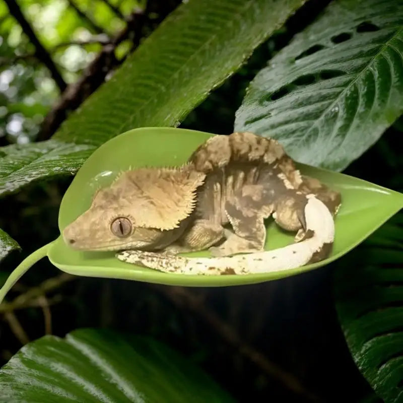 Feuilles Décoratives à Ventouse pour Terrarium - Gecko & Grenouille