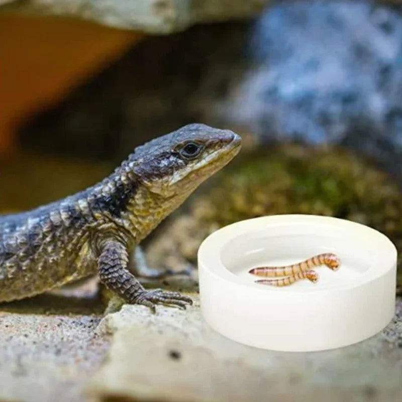 Gamelle Céramique Anti-Fuite pour Reptile - Vers & Insectes
