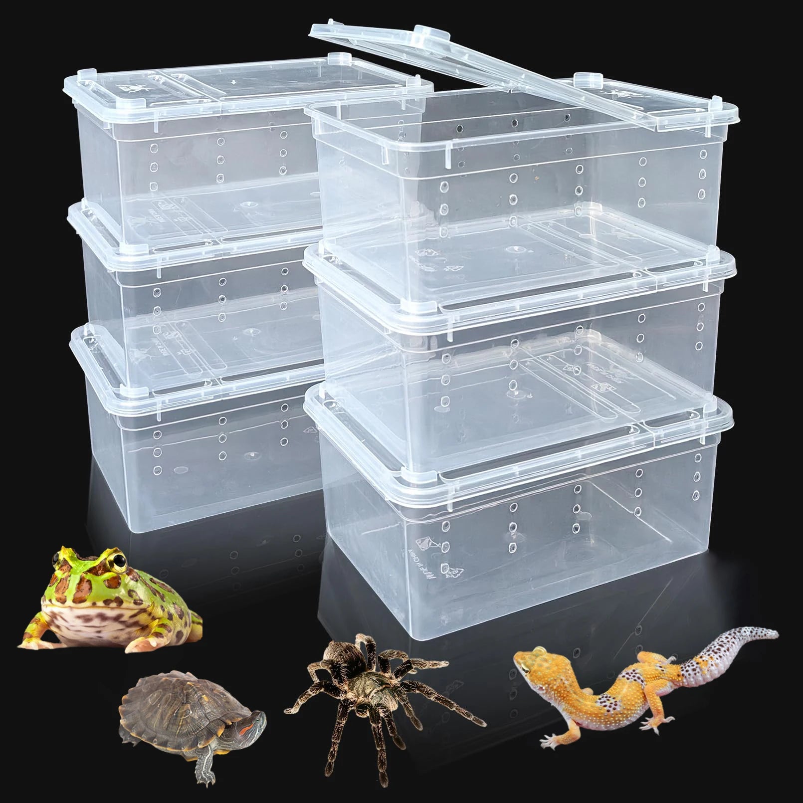 Lot de 6 Boîtes de Transport Transparentes pour Reptiles & Invertébrés