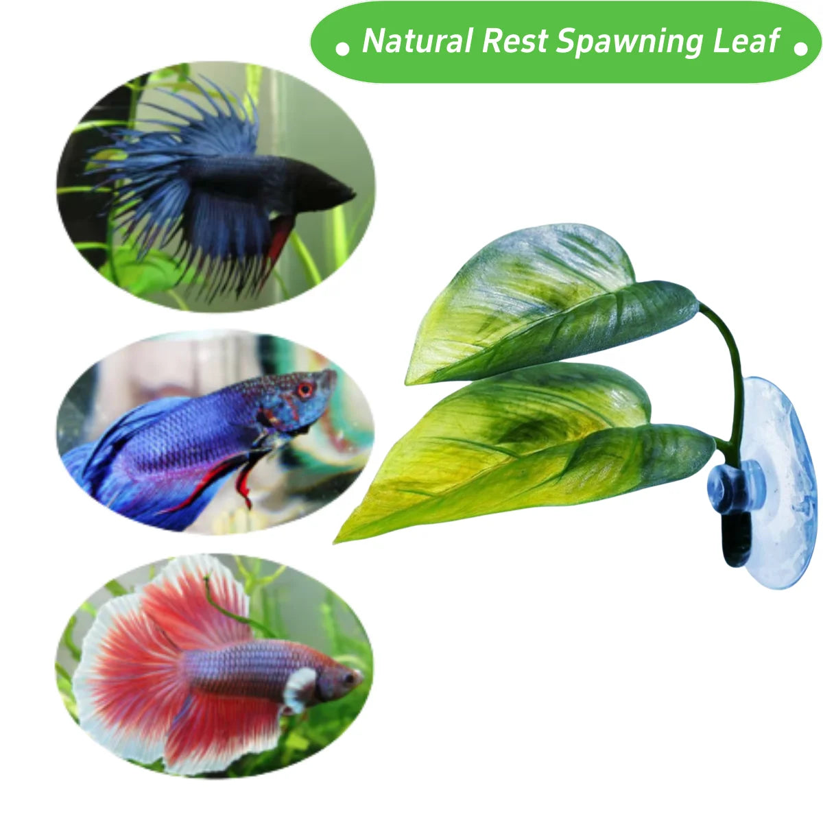 Hamac Feuille à Ventouse pour Aquarium - Repos Poisson Betta