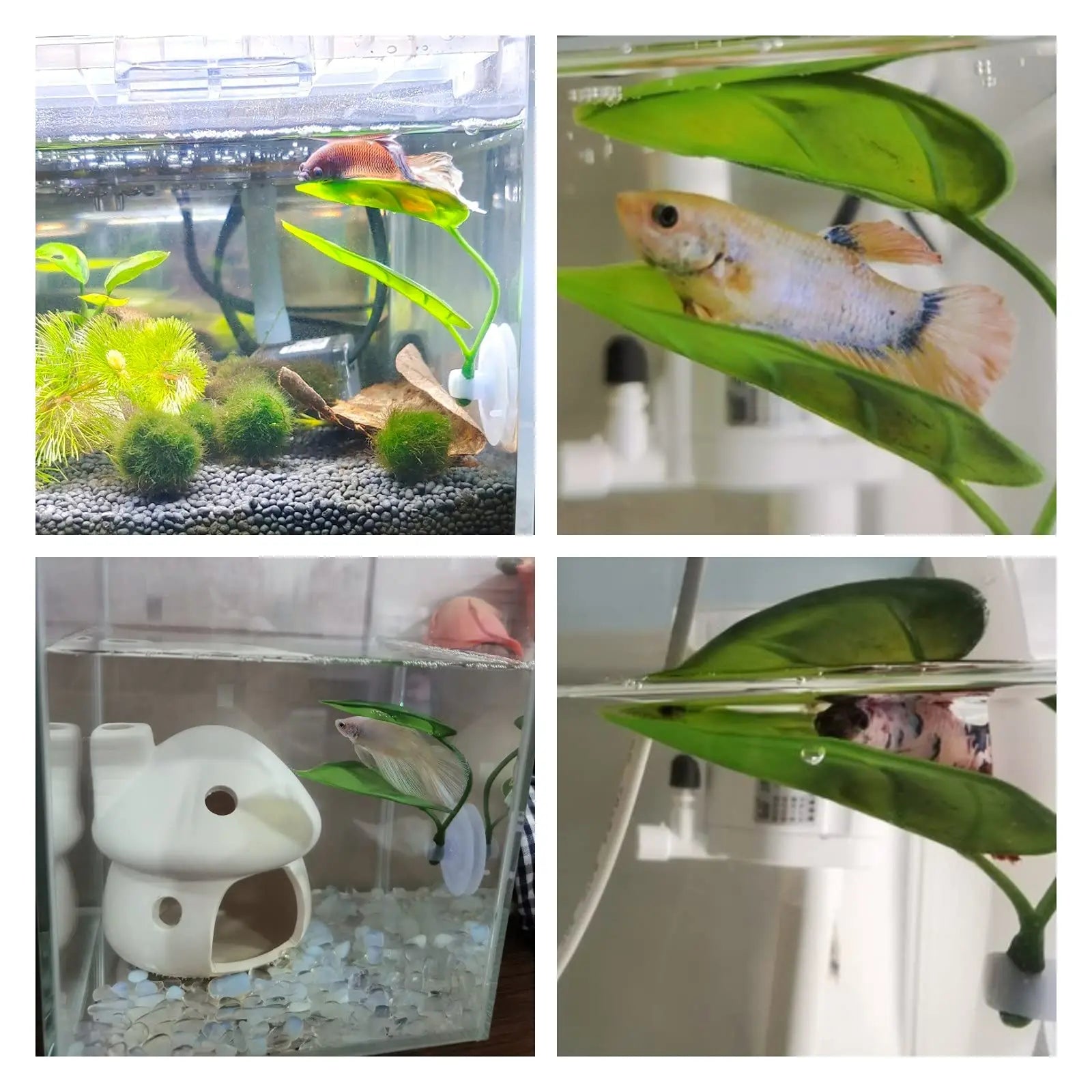Hamac Feuille à Ventouse pour Aquarium - Repos Poisson Betta