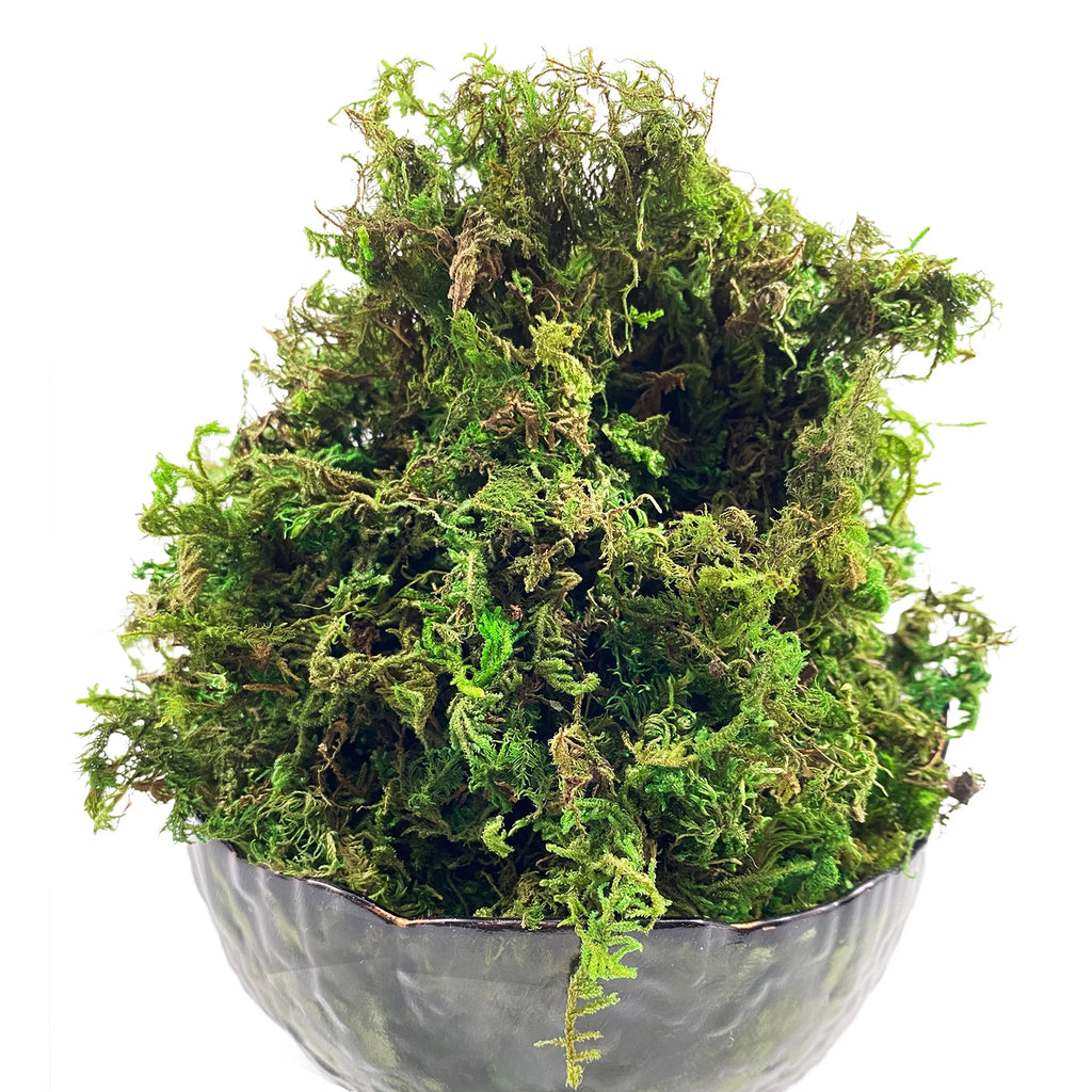 Mousse Artificielle Décorative pour Terrarium - Vert / Chartreuse
