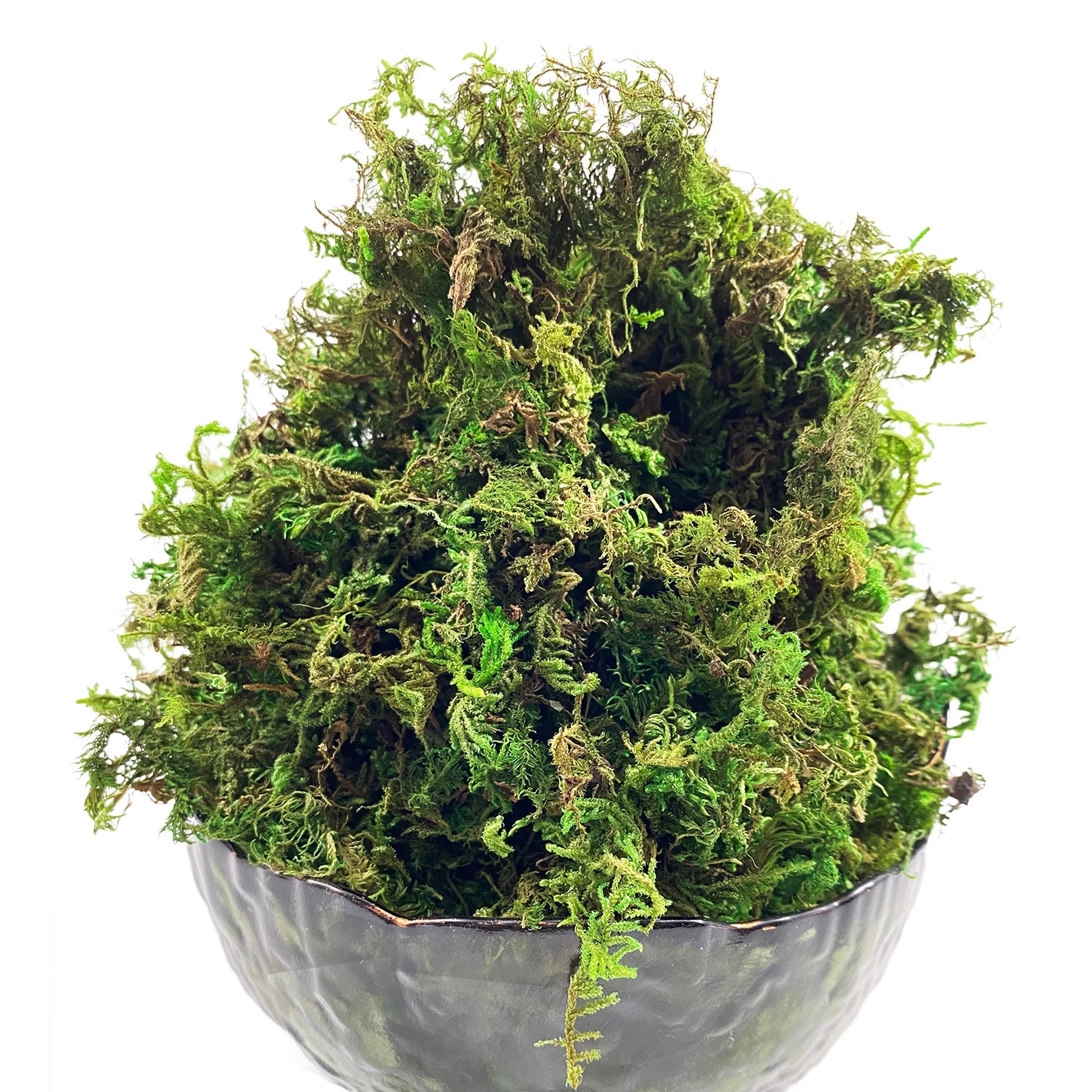 Mousse Artificielle Décorative pour Terrarium - Vert / Chartreuse