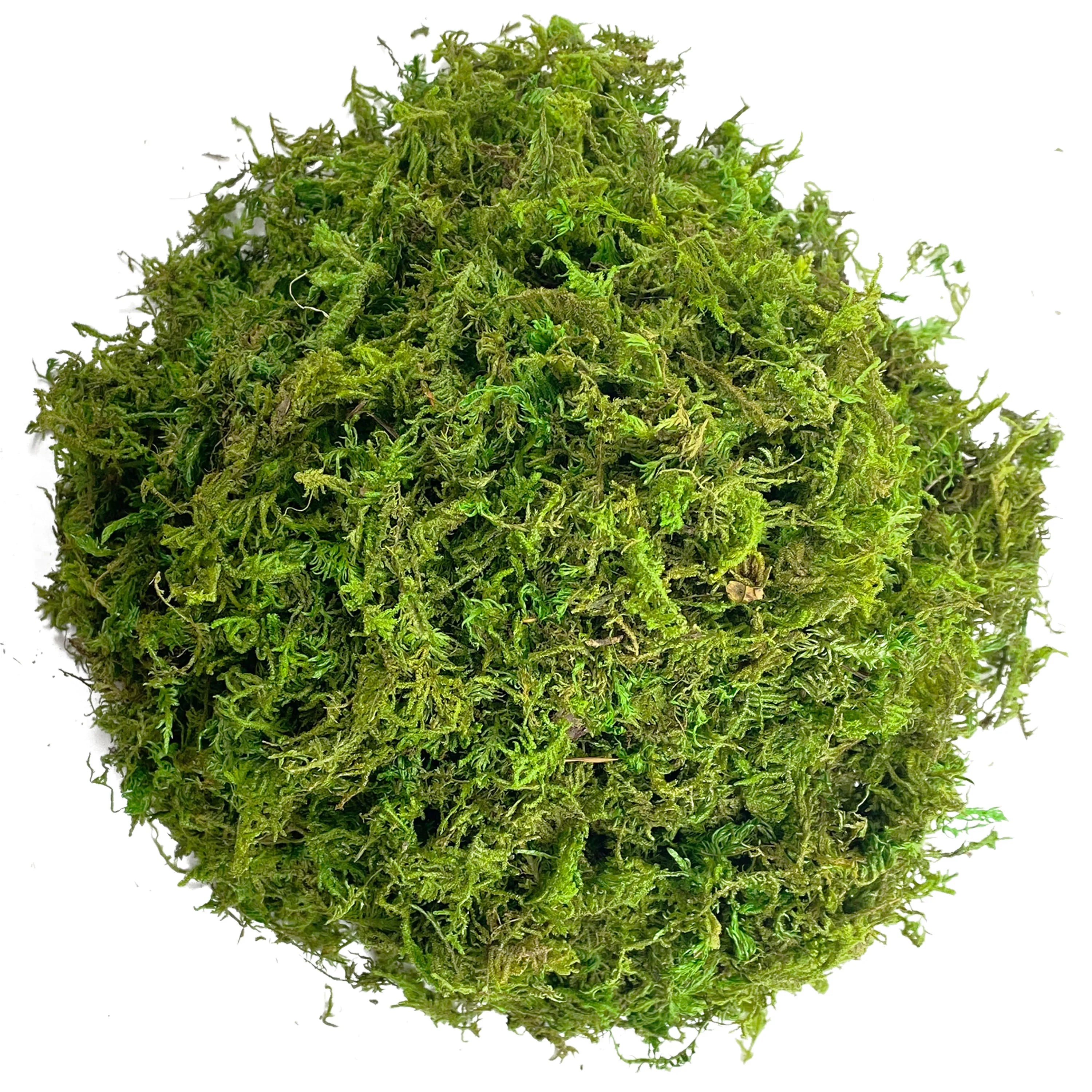 Mousse Artificielle Décorative pour Terrarium - Vert / Chartreuse