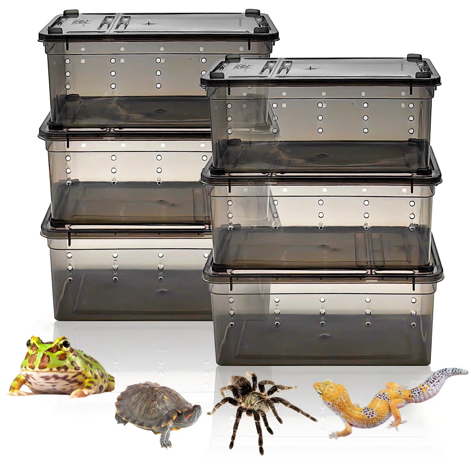 Lot de 6 Boîtes de Transport Transparentes pour Reptiles & Invertébrés