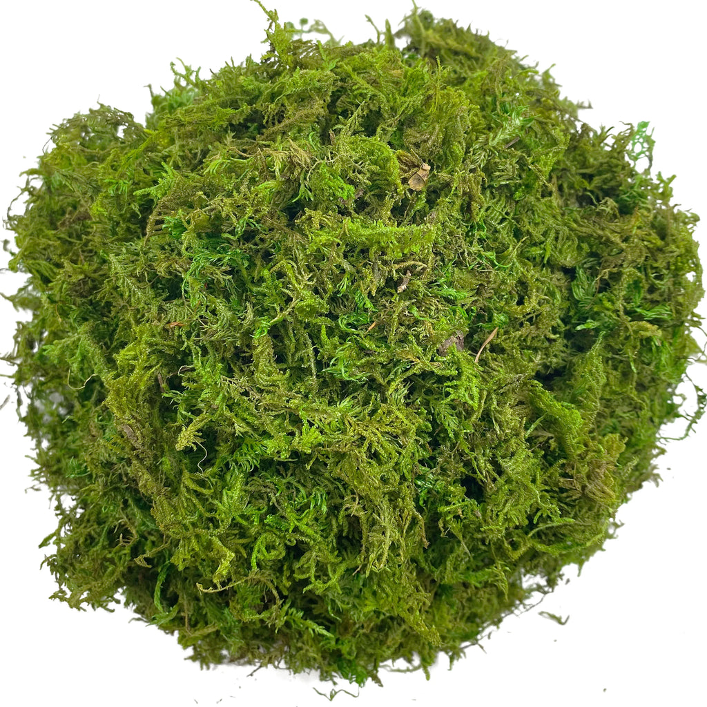 Mousse Artificielle Décorative pour Terrarium - Vert / Chartreuse