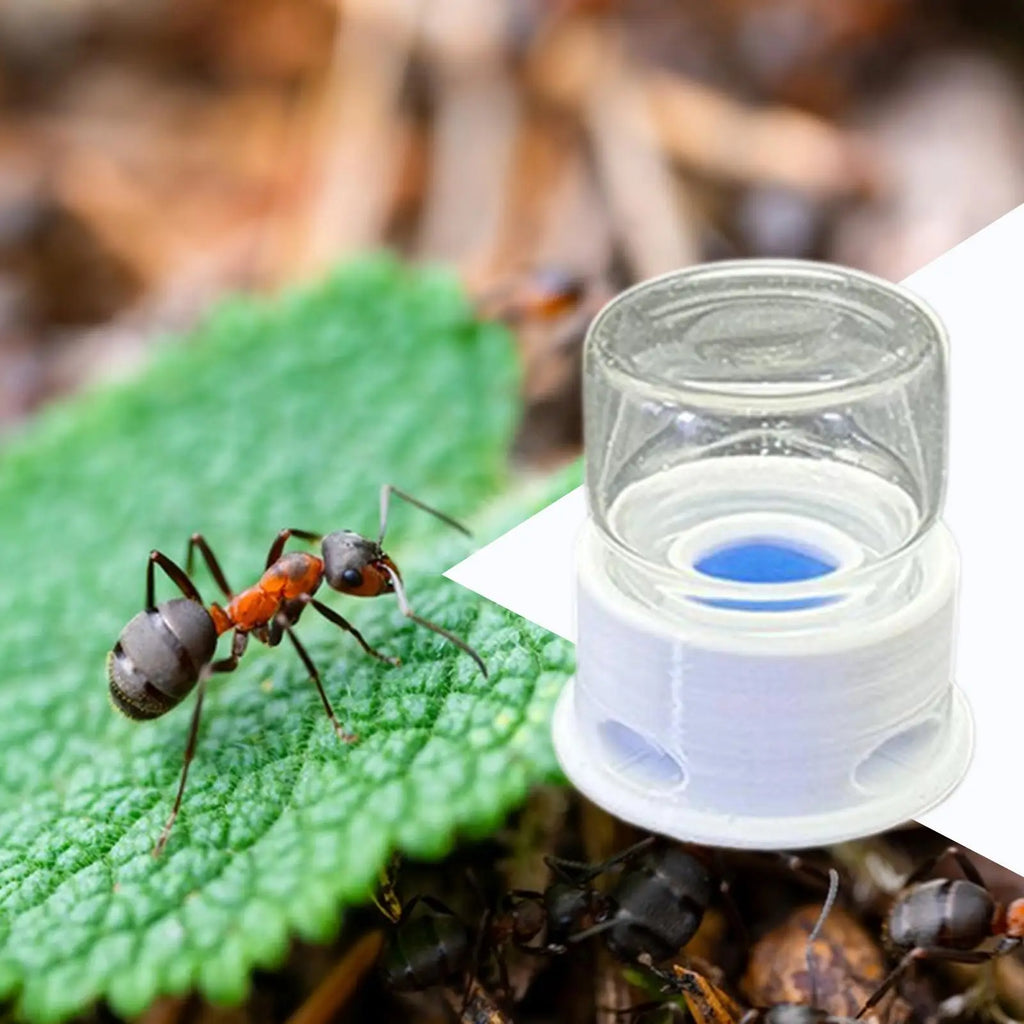 Abreuvoir Anti-Noyade 12ml pour Fourmilière - Point d'Eau Fourmis